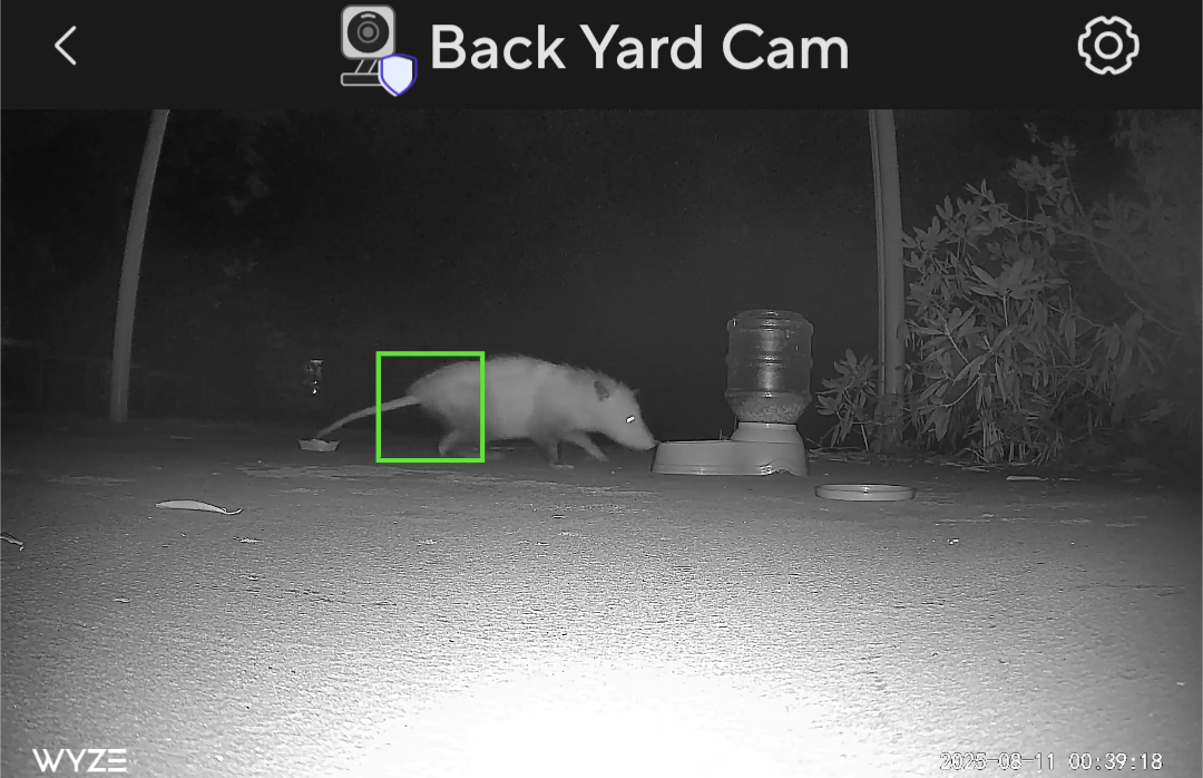 An Opossum