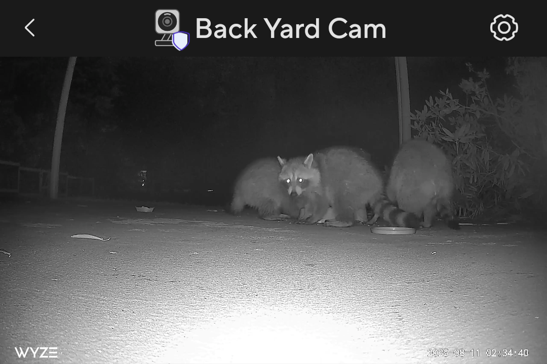 Racoons