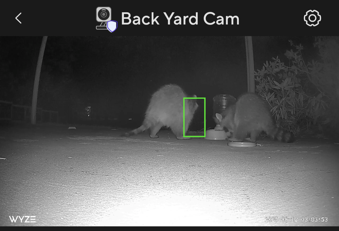 Racoons