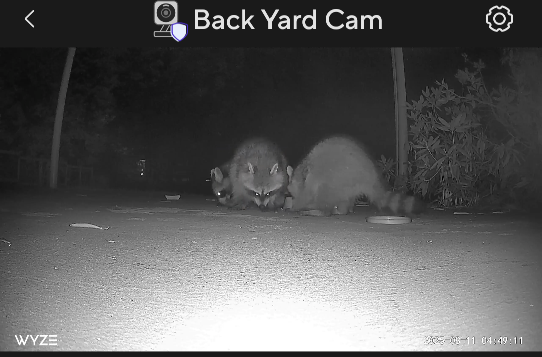 Racoons