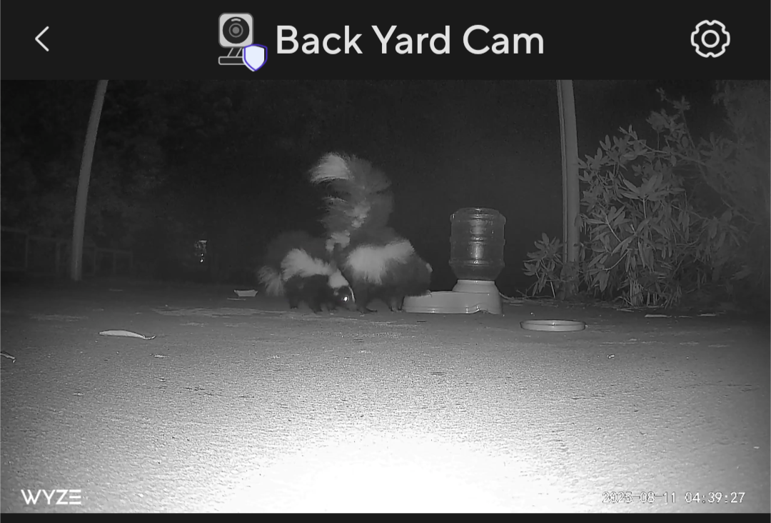 Mama skunk and her baby