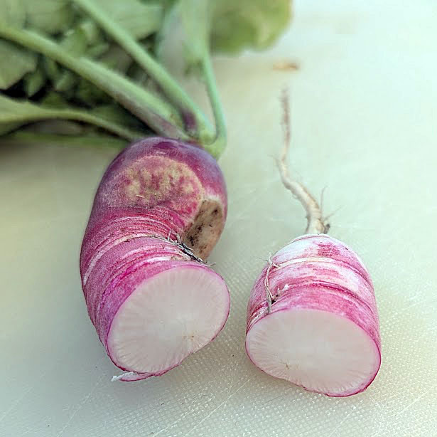 radish