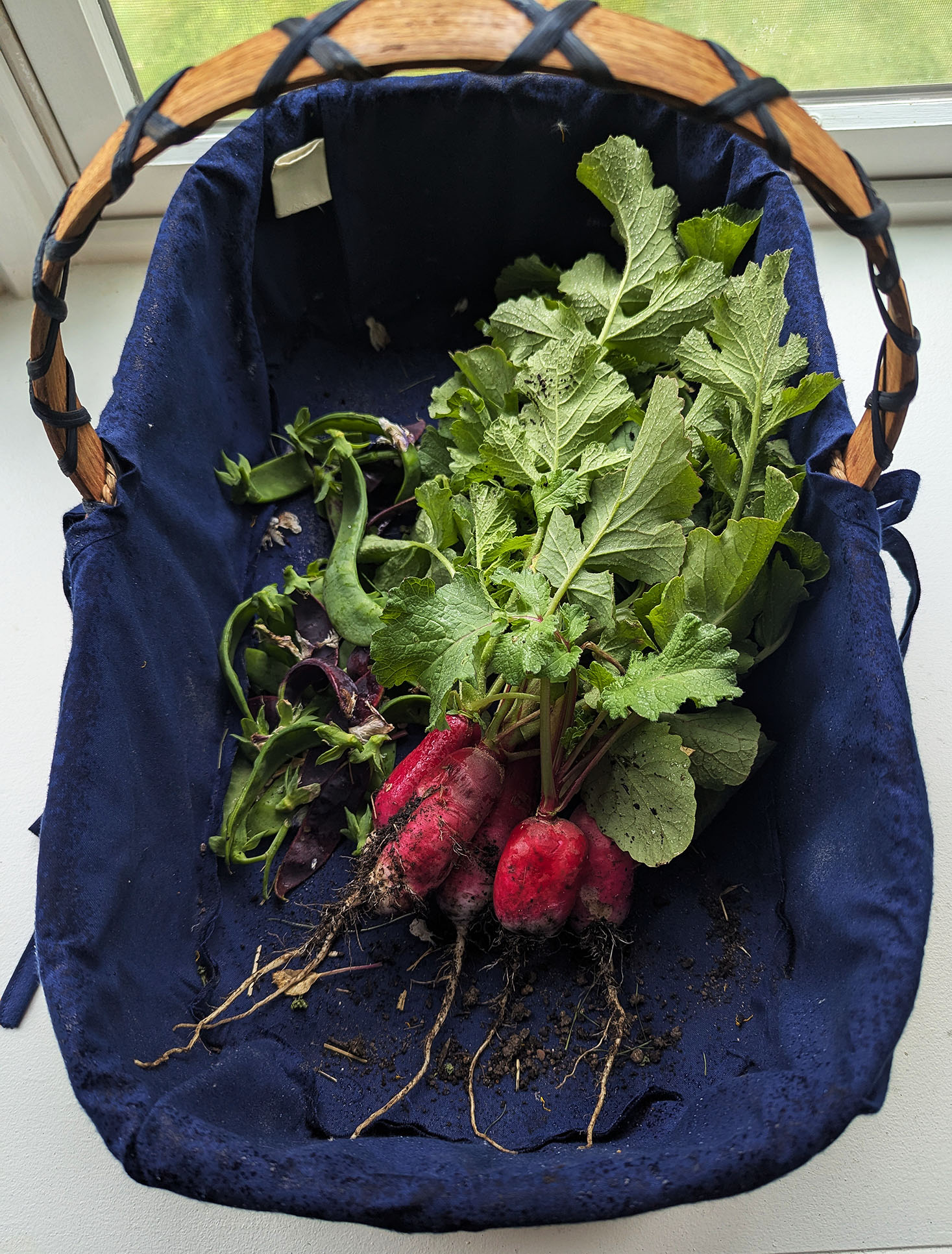radishes