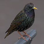 European Starling