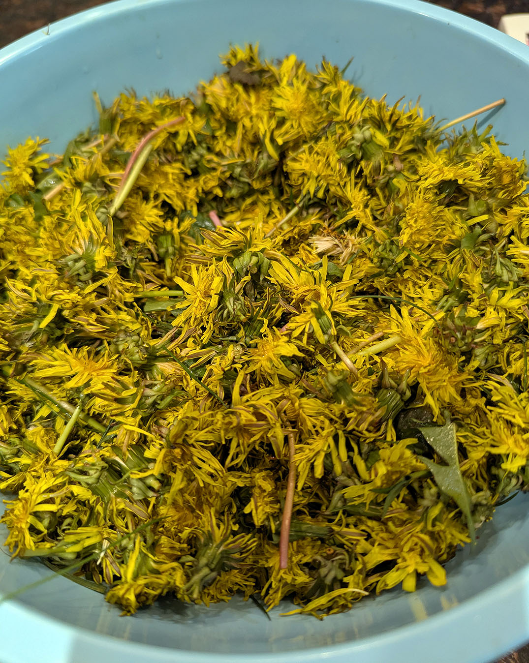 Washed dandelion heads